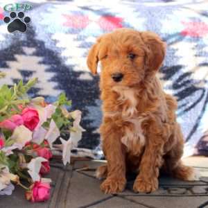 Woody, Mini Goldendoodle Puppy