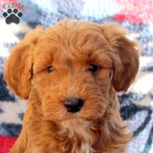 Woody, Mini Goldendoodle Puppy