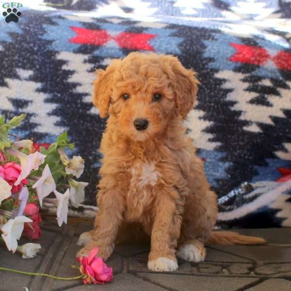 Wren, Mini Goldendoodle Puppy
