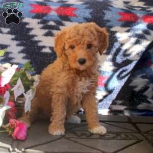Wren, Mini Goldendoodle Puppy