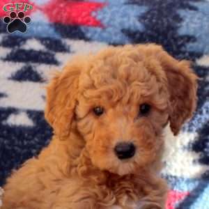 Wren, Mini Goldendoodle Puppy