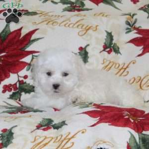 Wrinkle, Bich-Poo Puppy