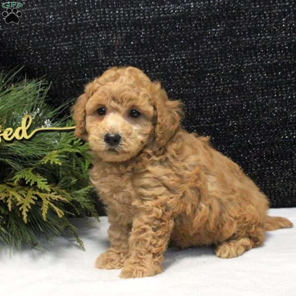 Wyatt, Bich-Poo Puppy