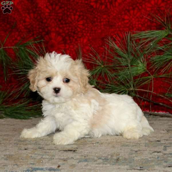 Wyatt, Cavachon Puppy