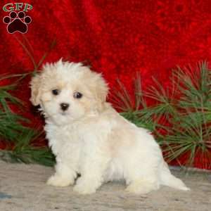 Wyatt, Cavachon Puppy