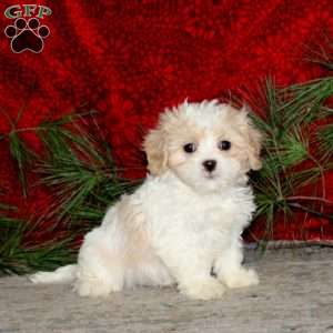 Wyatt, Cavachon Puppy