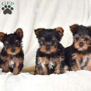 Dancer, Yorkie Puppy