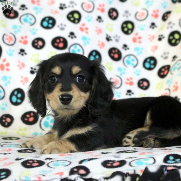 Zane, Dachshund Puppy