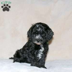 Zane, Cockapoo Puppy