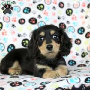 Zane, Dachshund Puppy