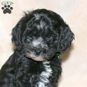 Zane, Cockapoo Puppy