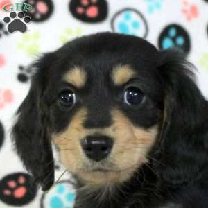 Zane, Dachshund Puppy