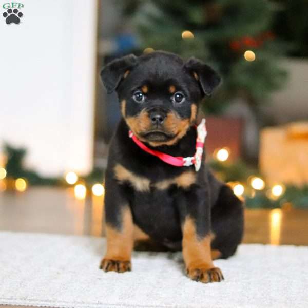 Zara, Rottweiler Puppy