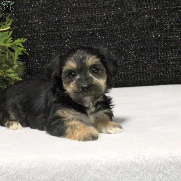 Zara, Morkie / Yorktese Puppy