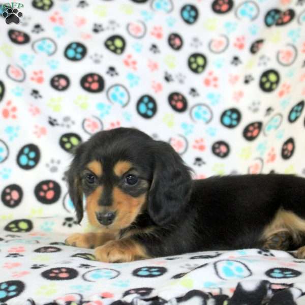 Zelda, Dachshund Puppy