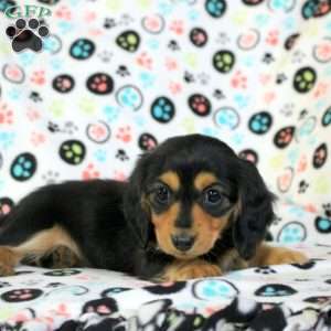 Zelda, Dachshund Puppy