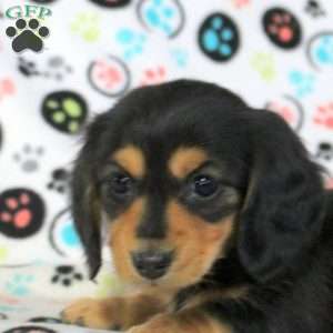 Zelda, Dachshund Puppy