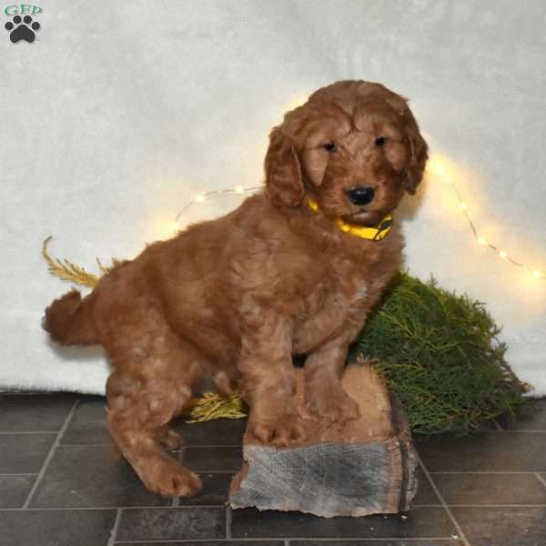 Zeus, Mini Goldendoodle Puppy