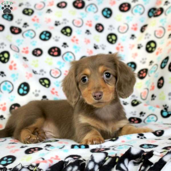 Ziggy, Dachshund Puppy