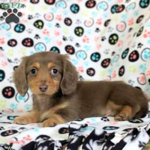 Ziggy, Dachshund Puppy