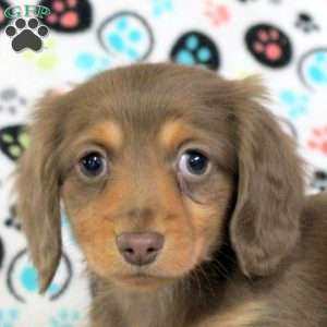 Ziggy, Dachshund Puppy