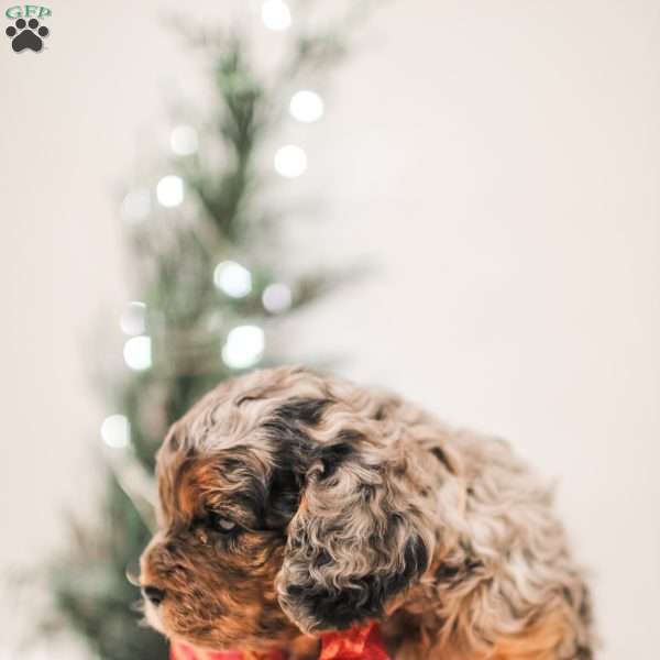 Ziggy, Cavapoo Puppy