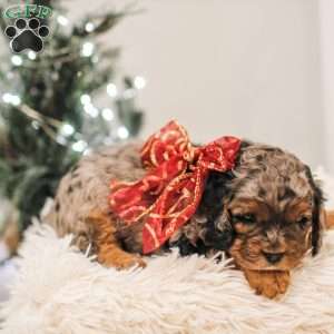 Ziggy, Cavapoo Puppy