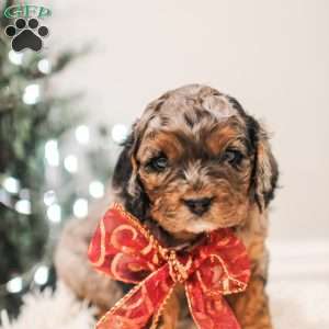 Ziggy, Cavapoo Puppy
