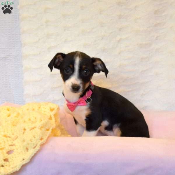 Zoe, Jack Russell Mix Puppy