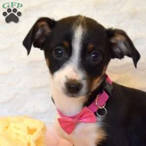 Zoe, Jack Russell Mix Puppy