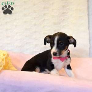 Zoe, Jack Russell Mix Puppy