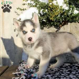 Zoey, Siberian Husky Puppy