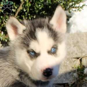 Zoey, Siberian Husky Puppy