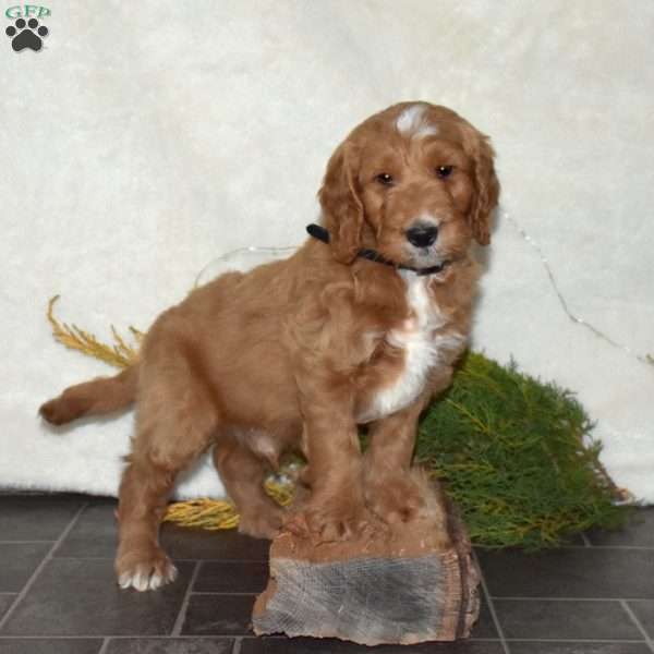 Zoomer, Mini Goldendoodle Puppy