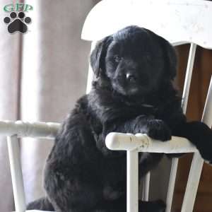 Tori, Bernese Golden Mountain Dog Puppy
