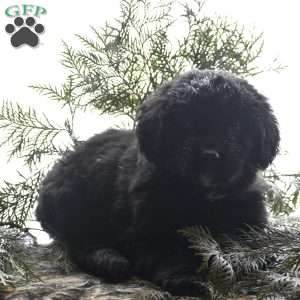 Tasha, Bernese Golden Mountain Dog Puppy