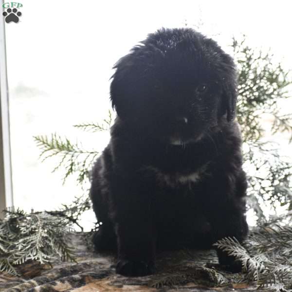 Tasha, Bernese Golden Mountain Dog Puppy