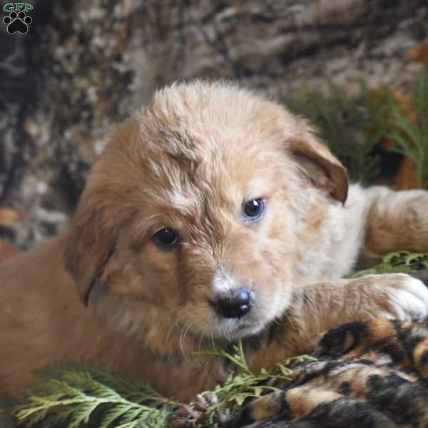 Twirly, Bernese Golden Mountain Dog Puppy