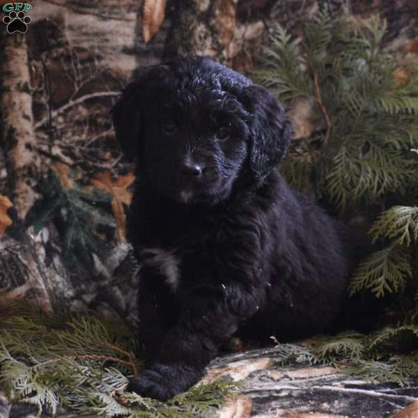 Tori, Bernese Golden Mountain Dog Puppy