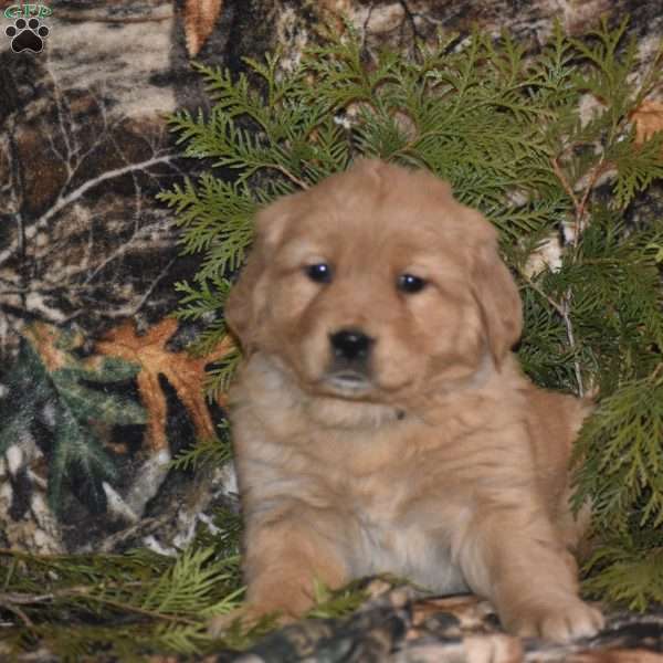 Tessie, Bernese Golden Mountain Dog Puppy