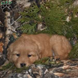 Tessie, Bernese Golden Mountain Dog Puppy