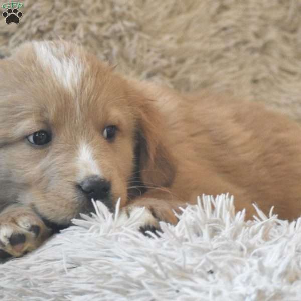 Teddie, Bernese Golden Mountain Dog Puppy