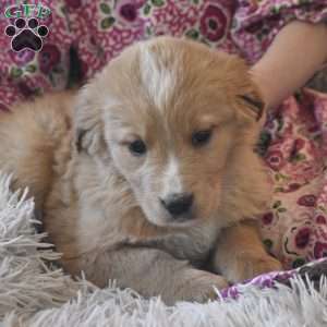 Teddie, Bernese Golden Mountain Dog Puppy