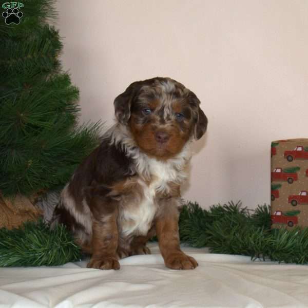 Max, Mini Aussiedoodle Puppy
