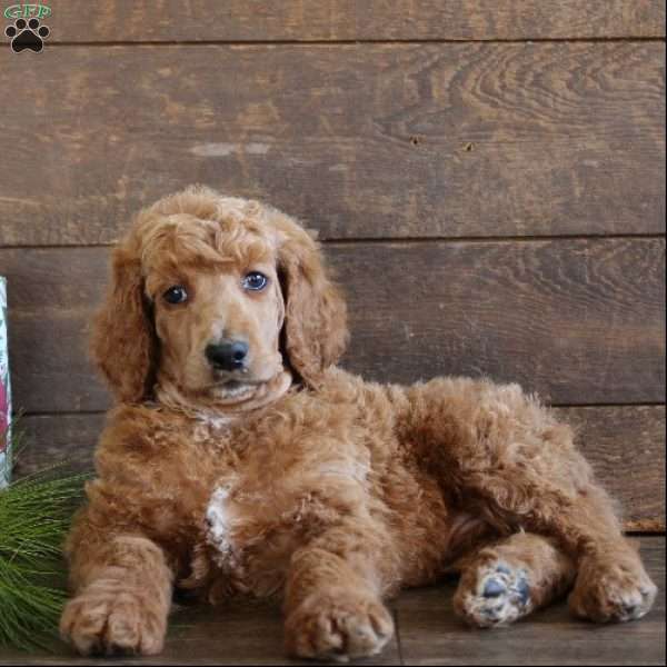Aiden, Standard Poodle Puppy