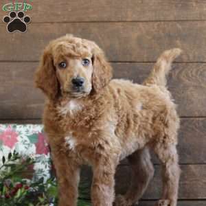 Aiden, Standard Poodle Puppy