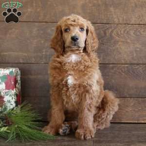 Aiden, Standard Poodle Puppy