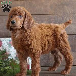 Anna, Standard Poodle Puppy