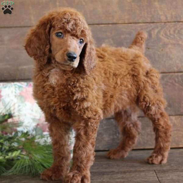 Anna, Standard Poodle Puppy