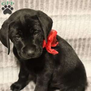 Harper, Black Labrador Retriever Puppy